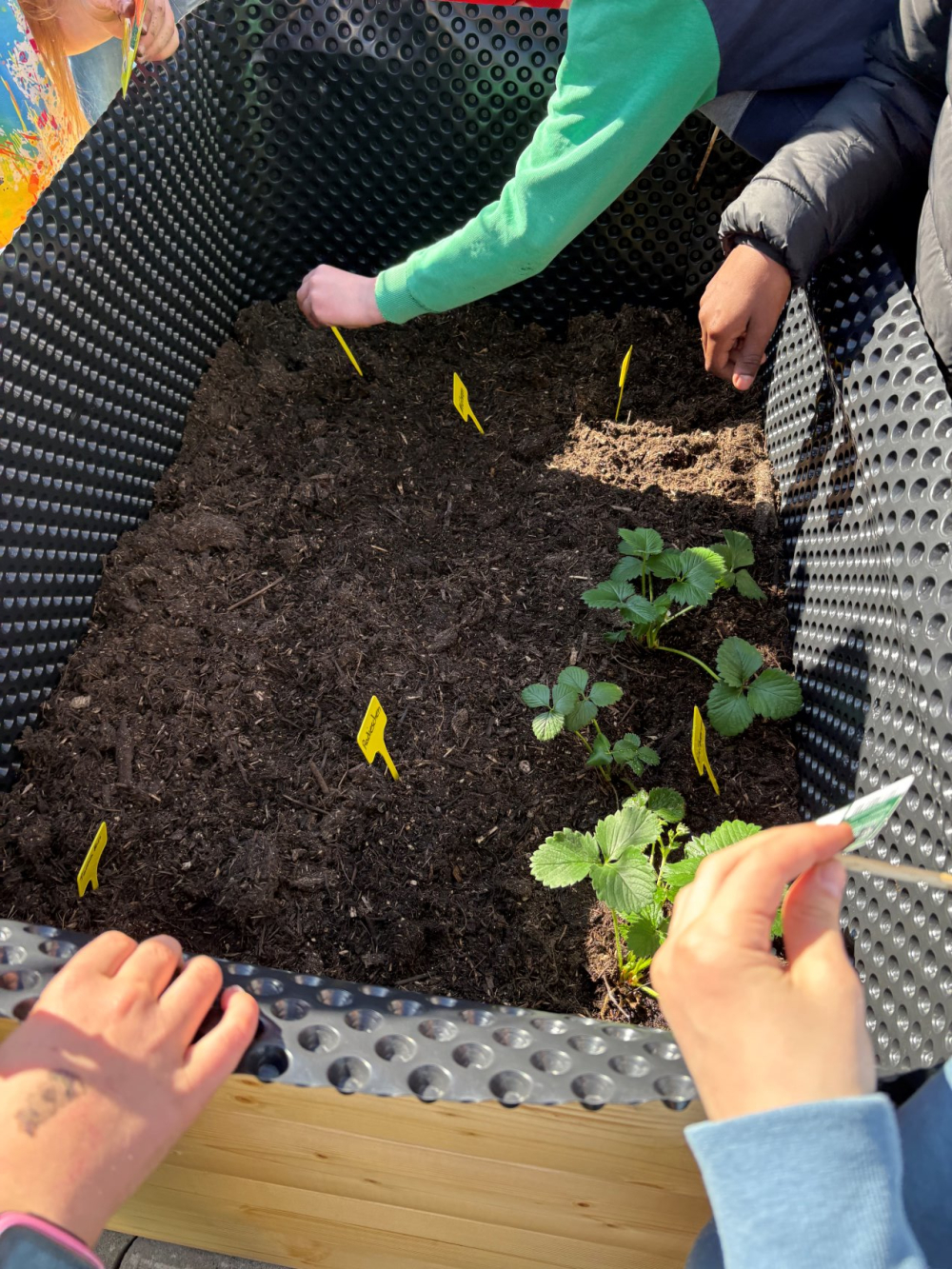 Hochbeet Pflanzung